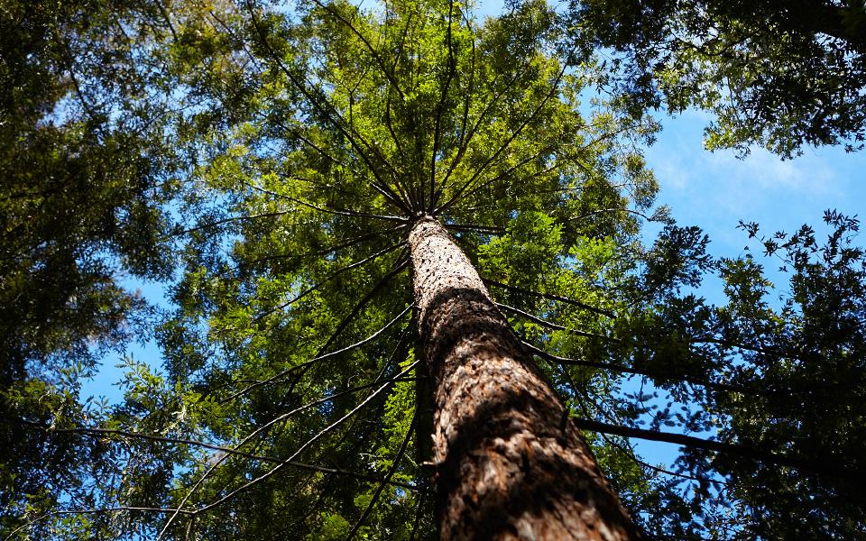 View from ground of large evergreen tree with blue sky in background